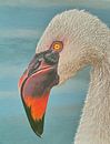 Flamingo Porträt von Russell Hinckley Miniaturansicht