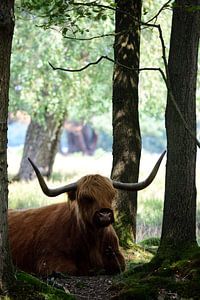 Ein schottischer Hochlandbewohner zwischen den Bäumen
