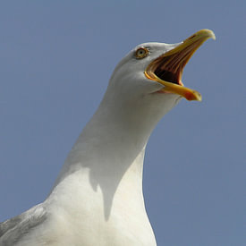 Ger Veuger profielfoto