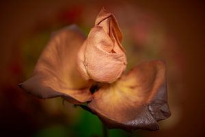 Wohlhabende Rose mit farbigem Hintergrund