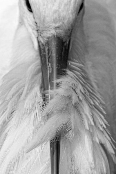 Shy von Geri van den Boom