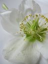 Peace by Leonie Versantvoort thumbnail