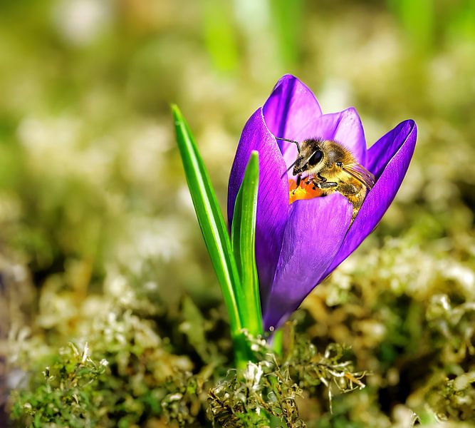 Makro einer Biene an einer lila Krokus Blüte von ManfredFotos