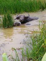 Buffel in het water