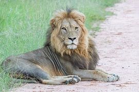king of the jungle by Marijke Arends-Meiring