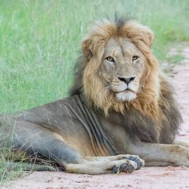 king of the jungle by Marijke Arends-Meiring