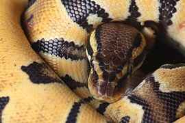 Ball Python (Python regius) by Ronald Pol