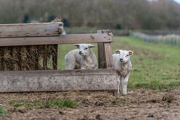 Texel's naughty lambs