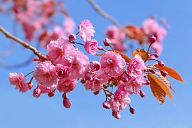 Japanese Ornamental Cherry by MMFoto