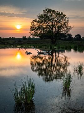 Spiegelung im Moor in der Abendsonne von Erwin Pilon