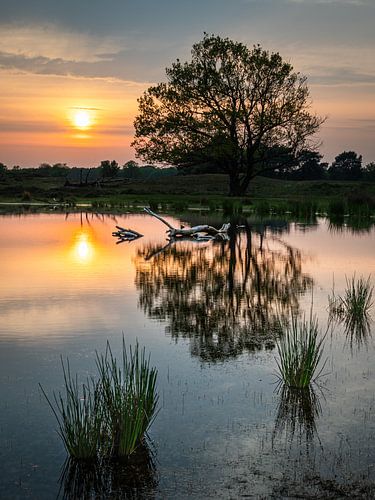 Reflection in the fen in the evening sun