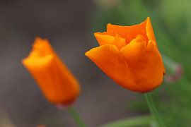 Two orange tulips by Kimberley van Lokven