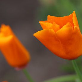Twee oranje tulpen van Kimberley van Lokven
