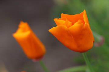 Twee oranje tulpen van Kimberley van Lokven