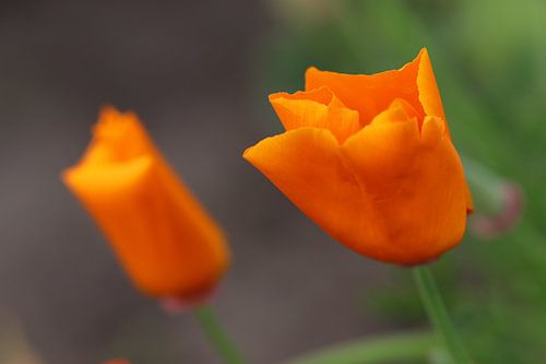 Two orange tulips
