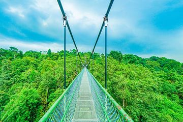 The TreeTop Walk in Singapore by Barbara Riedel