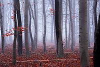 Twisted Fog