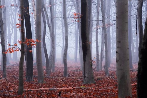 Brouillard tordu sur Rik Zwier