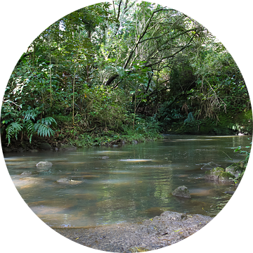 In het regenwoud in Hawaii van Louise Poortvliet