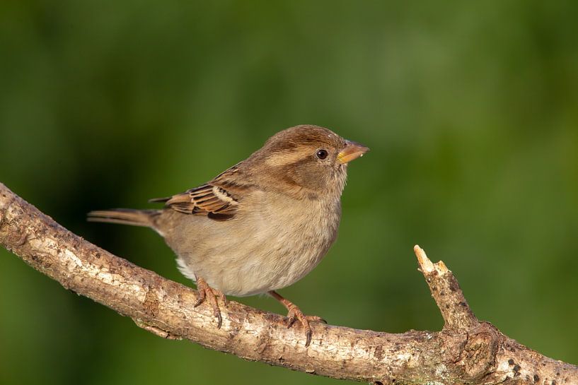 Haussperling (Passer domesticus) von Dirk Rüter