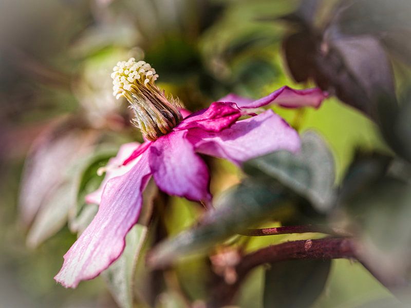 Clematis by Rob Boon