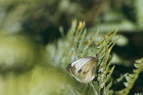 Koolwitje op een varen