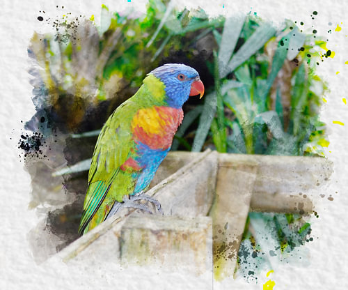 Lori Texel ZOO