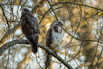 Bussard: Zwei Bussarde auf einem Ast