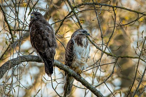 Buzzard: Two buzzards on a branch