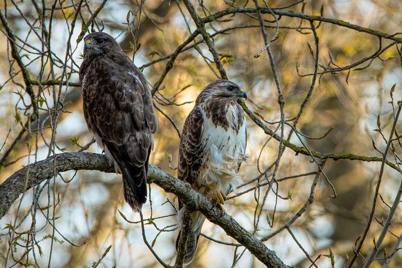 Buzzard: Two buzzards on a branch by Marjolein van Middelkoop