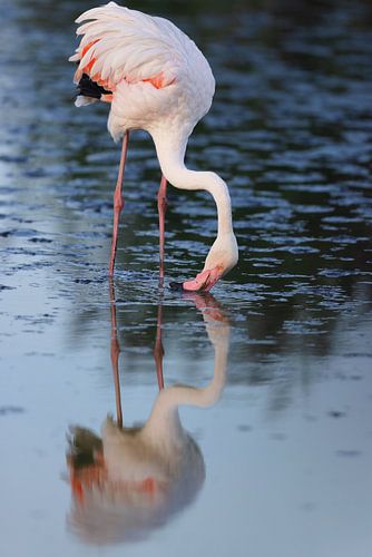 Rosaflamingo (Phoenicopterus roseus)