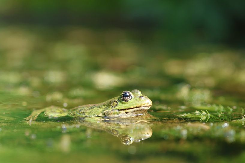 Frog with reflection by Daniëlle Eibrink Jansen
