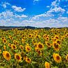 Zonnebloemveld van Leo van Valkenburg