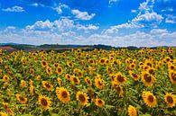 Champ de tournesols par Leo van Valkenburg Aperçu