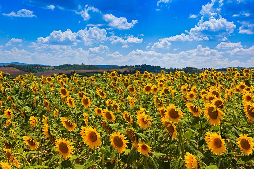 Sonnenblumenfeld von Leo van Valkenburg