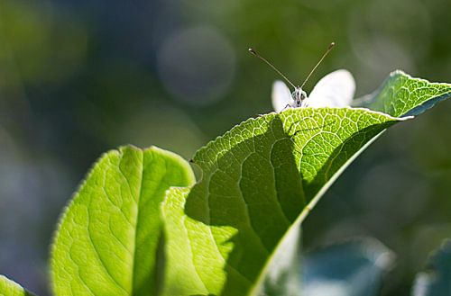 Il suffit de regarder les gens secrètement