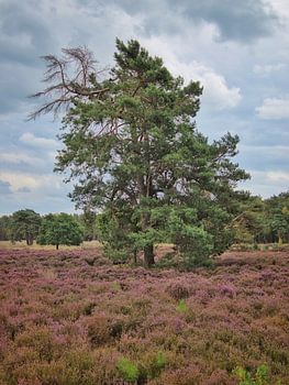 Blühendes Heidekraut