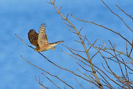 Sparrow Hawk by Karin Jähne