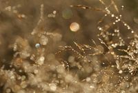 Golden dewdrops