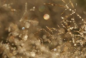 Golden dewdrops sur Mirakels Kiekje