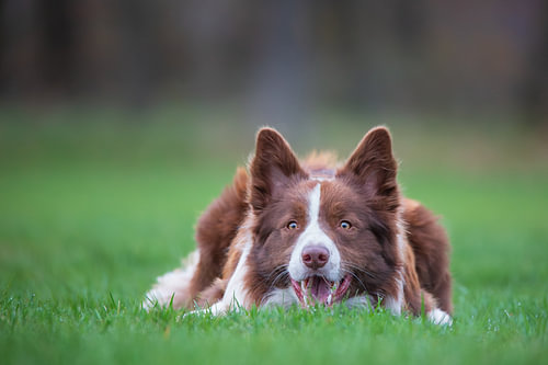 Border collie : l'œil