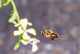 Vliegend Insekt van Johan Slagers
