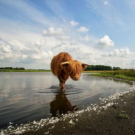 Schotse hooglander zoekt verkoeling sur John Dekker