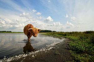 Schotse hooglander zoekt verkoeling sur John Dekker