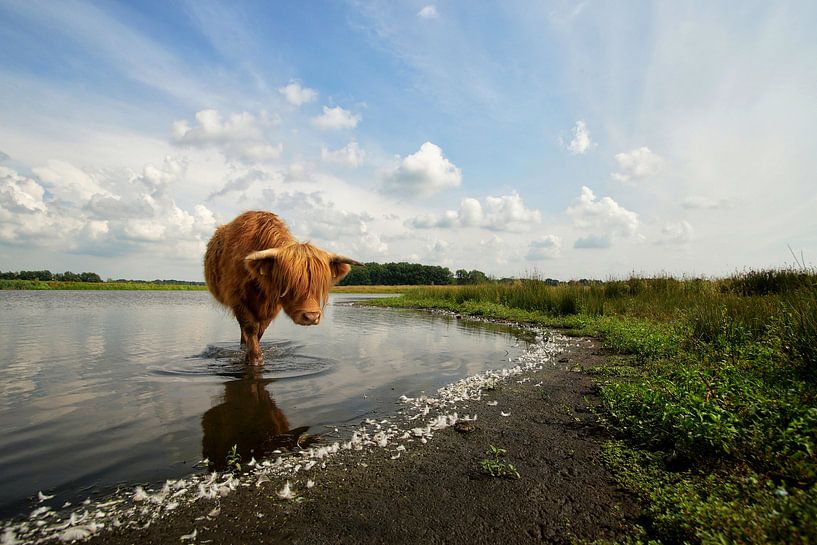 Schotse hooglander zoekt verkoeling by John Dekker