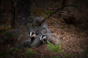 Badgers at the Castle by Erwin Stevens