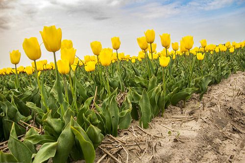 Bollenveld in Noord-Holland met gele tulpen.