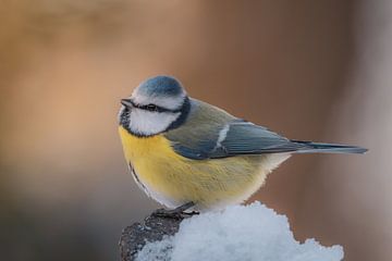 Blaumeise im Schnee von Lesley Rosenberger