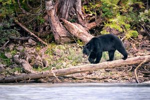 Ours sur tronc d'arbre au-dessus de la rivière