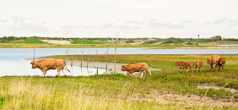 six cows in a row by Miny'S